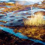 Ostrůvek (v rašelině)